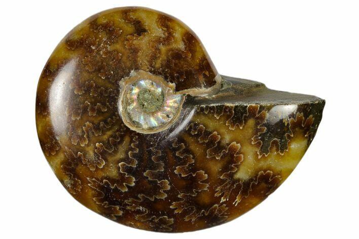 1 3/4 - 2 1/4" Polished Ammonite Fossils - Madagascar - Photo 1